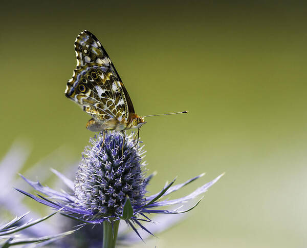 Butterfly On Purple Thistle Poster featuring the photograph Butterfly on Thistle by Peter V Quenter