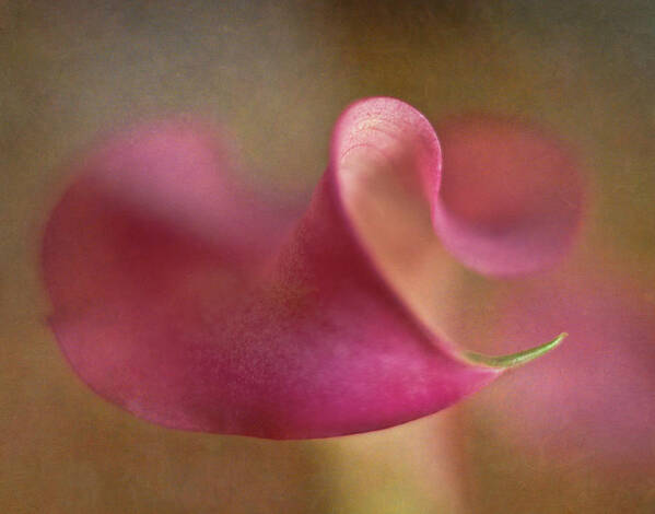 Bloom Poster featuring the photograph Calla Lily #1 by David and Carol Kelly