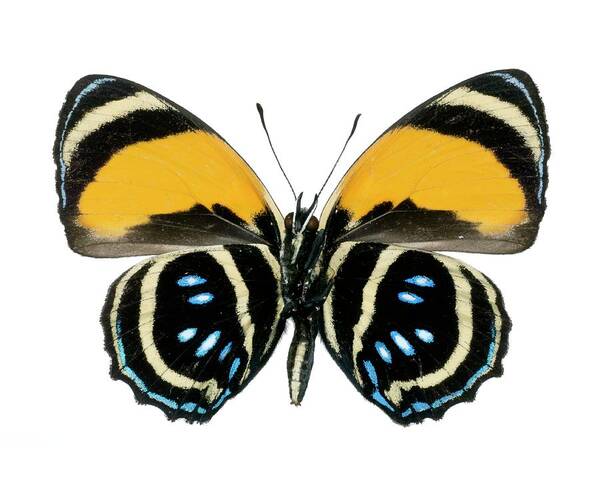 Callicore Aegina Poster featuring the photograph Callicore Aegina Butterfly by Lawrence Lawry