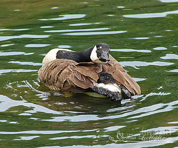 Canadian Geese Poster featuring the photograph Canada Goose 20120515_305a by Tina Hopkins