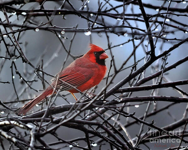 Nature Poster featuring the photograph Cardinal in the Rain  by Nava Thompson