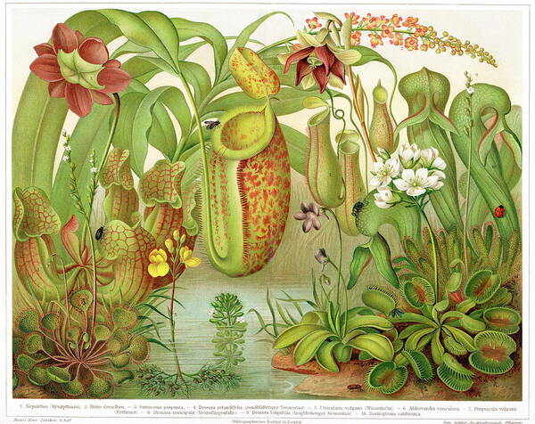 Drosera Rotundifolia Poster featuring the photograph Carnivorous Plants by Cordelia Molloy/science Photo Library