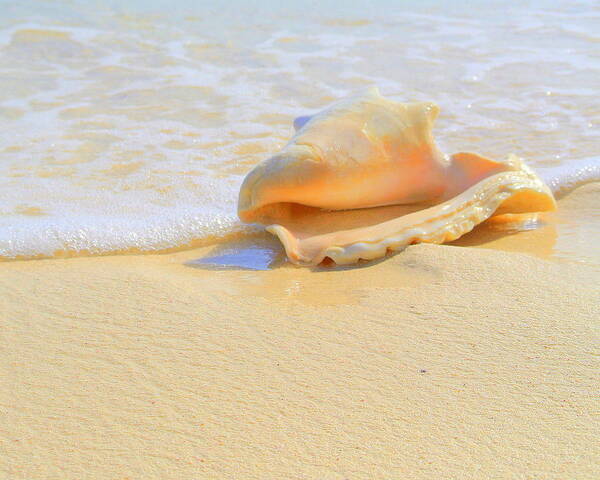 Cayman Beach Poster featuring the photograph Cayman Conch #2 by Stephen Bartholomew
