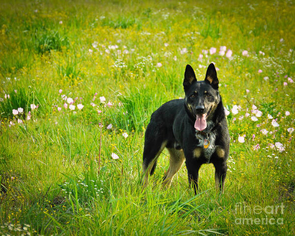 Dog Poster featuring the photograph Chester by Cheryl McClure