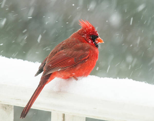 Cardinal Poster featuring the photograph Chilly Cardinal by Lara Ellis