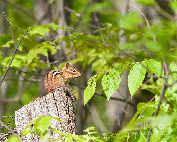 Chipmunk Poster featuring the photograph Chipmunk Shares Fence Post by Timothy Flanigan