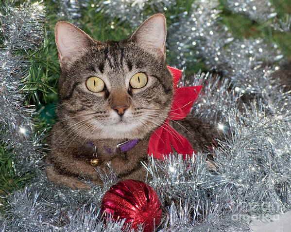 Gray Poster featuring the photograph Christmas Tabby by Sari ONeal