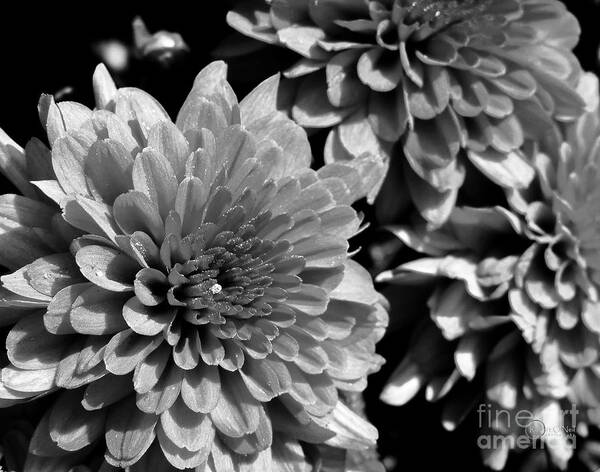 Chrysanthemums Poster featuring the photograph Chrysanthemum in Black and White by Robert ONeil