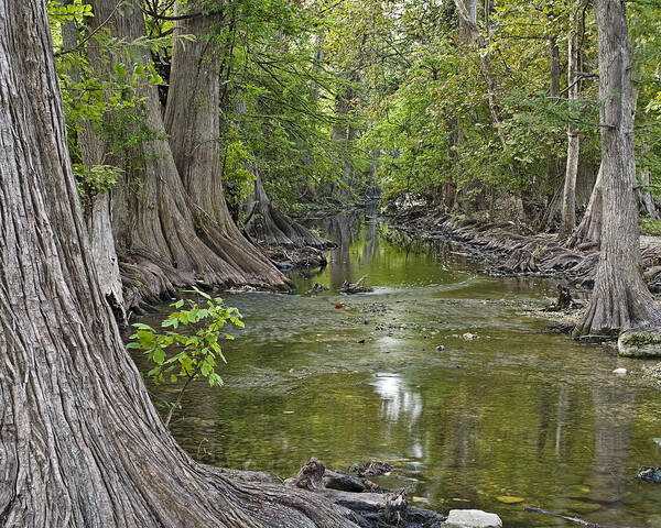 Cibolo Poster featuring the photograph Cibolo Creek - 1 by Paul Riedinger