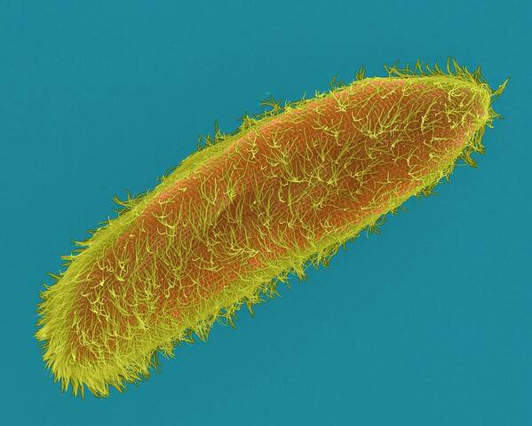 Aquatic Poster featuring the photograph Ciliated Protozoan (paramecium Sp.) by Dennis Kunkel Microscopy/science Photo Library