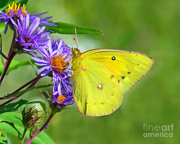 Butterfly Poster featuring the photograph Clouded Sulphur by Rodney Campbell