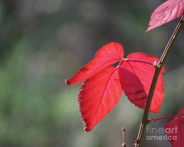 Autumn Poster featuring the photograph Colors of Autumn X by Lili Feinstein