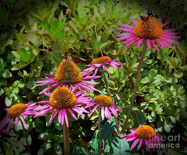Coneflowers Poster featuring the photograph Coneflowers by Annette Allman