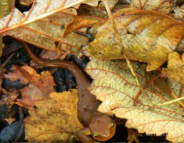 Salamander Poster featuring the photograph Cool Eyes by Gallery Of Hope 