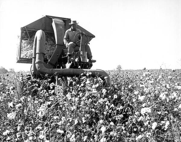 1 Person Poster featuring the photograph Cotton Picker In Action by Underwood Archives