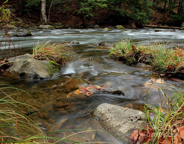 Creek Poster featuring the photograph Whispering Waters by Rod Best