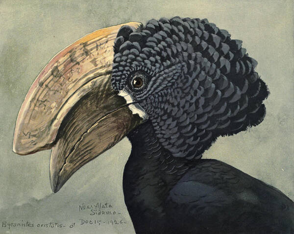 Crested Hornbill Poster featuring the painting Crested Hornbill by Dreyer Wildlife Print Collections 