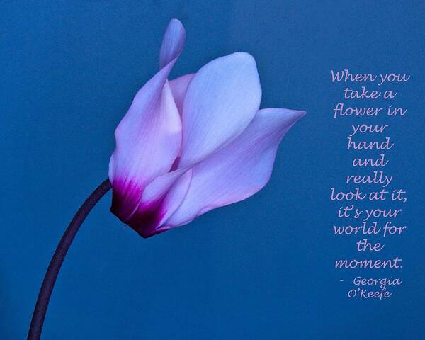Flower Poster featuring the photograph Cyclamen on Blue with O Keefe Quote by Phyllis Meinke