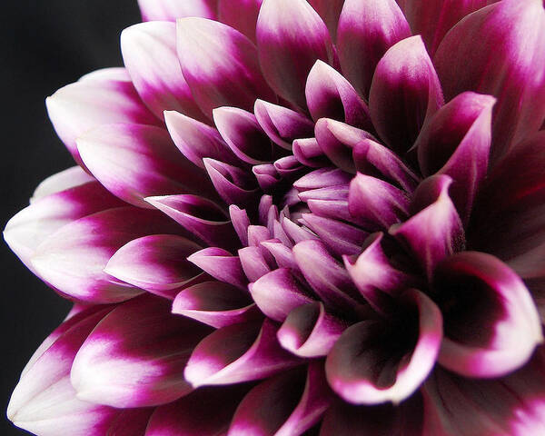 Magenta Poster featuring the photograph Dahlia Delightful by Kathi Mirto