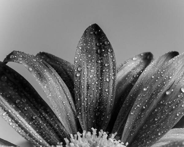 Daisy Poster featuring the photograph Daisy Dew B/W by Melissa Bittinger