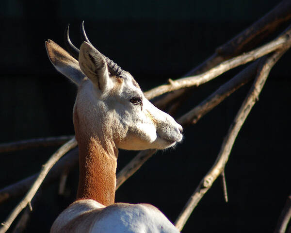 Dama Gazelle Poster featuring the photograph Dama Gazelle at the National Zoo by Bill Swartwout