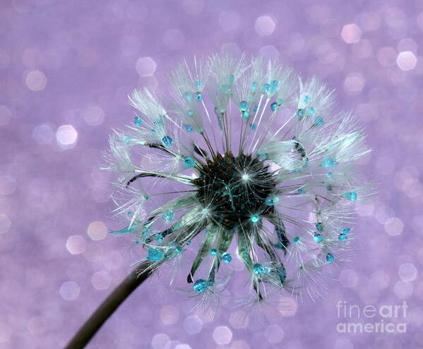 Dandelion Poster featuring the photograph Dandelion Dreams by Krissy Katsimbras