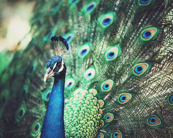 Peacock Poster featuring the photograph Dazzling by Nastasia Cook