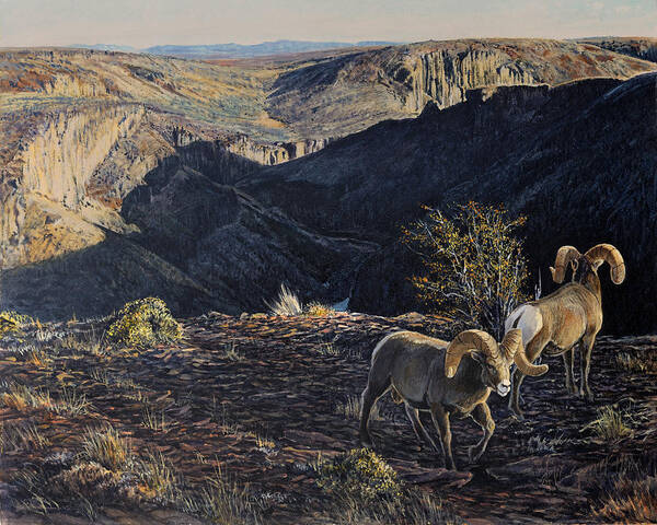 Bighorn Sheep Poster featuring the painting Deep Creek Sunrise by Steve Spencer