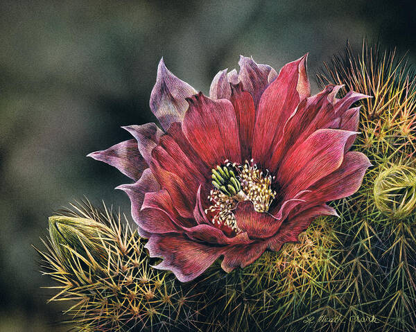 Flower Poster featuring the painting Desert Color by Linda Heath Clark