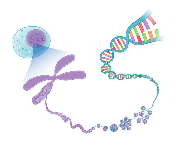 Dna Poster featuring the photograph Dna To Chromosomes, Illustration by MedicalWriters