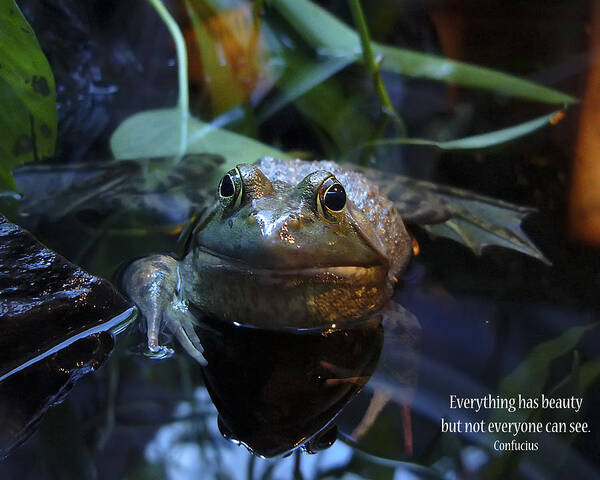 Frog Poster featuring the photograph Do You See Beauty by Rhonda McDougall