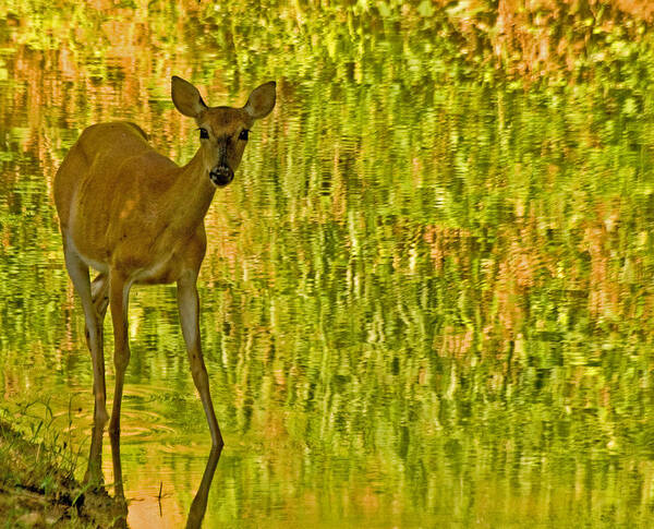 Deer Poster featuring the photograph Doe In Creek by Pat Exum