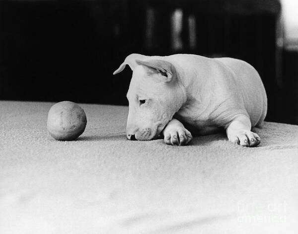Animal Poster featuring the photograph Dog and Ball by Guy Gillette