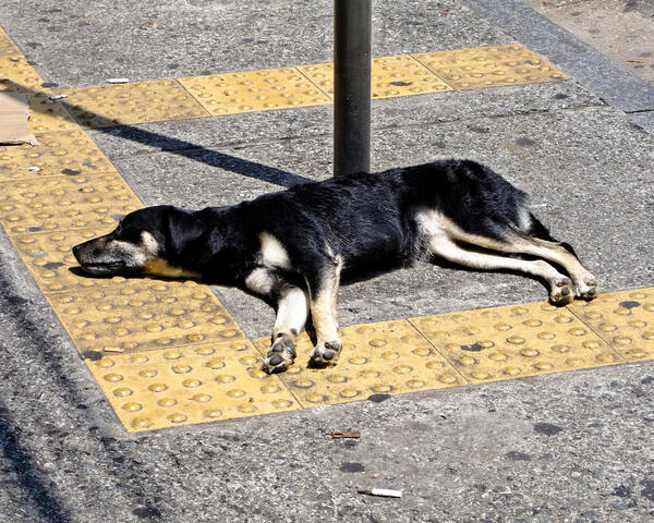 Dog Poster featuring the photograph Dog in Sao Paulo by Julie Niemela