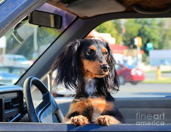 Dog Poster featuring the photograph Doggie in the Window by Janette Boyd