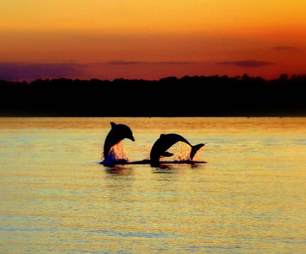 Topsail Island Poster featuring the Dolphin Serenade by Karen Wiles