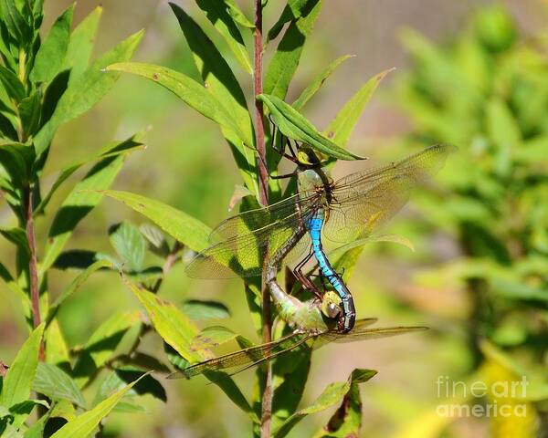 Green Darner Dragonfly Poster featuring the photograph Double Dragon by Al Powell Photography USA