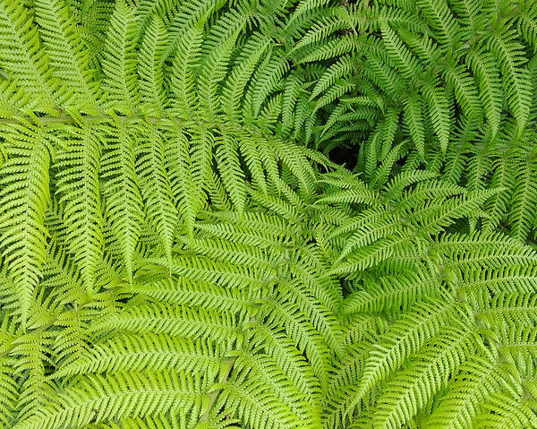 Fern Poster featuring the photograph Down the Fernhole by Georgette Grossman