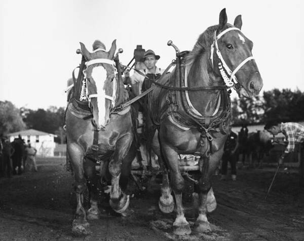 America Poster featuring the photograph Draft Horses by M.e. Warren