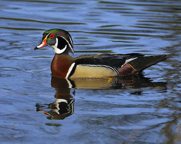 Wood Duck Poster featuring the photograph Drake Wood Duck by Tony Beck