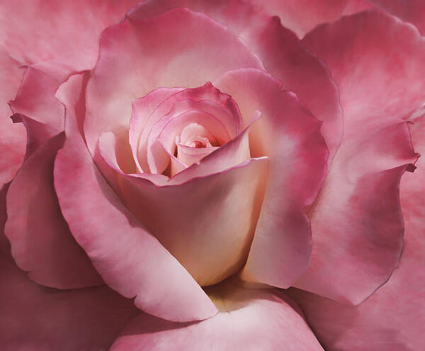 Rose Poster featuring the photograph Dramatic Mauve Cream Rose Flower by Jennie Marie Schell