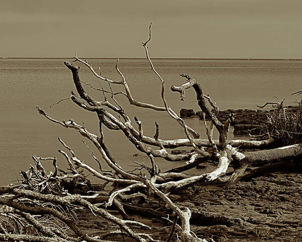 Driftwood Poster featuring the photograph Driftwood 1 by Rick Wilkerson