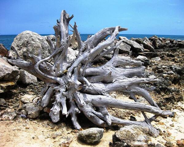 Driftwood Poster featuring the photograph Driftwood by Judy Palkimas