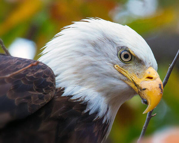 Eagle Poster featuring the photograph Eagle Eye by Alan Raasch