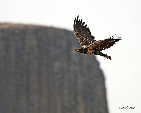 Eagle Flyby Devils_tower Juvenile Poster featuring the photograph Eagle FlyBy by Fiskr Larsen