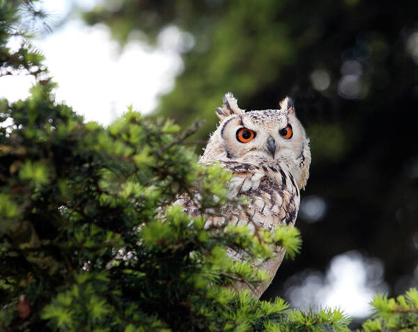 Animal Themes Poster featuring the photograph Eagle Owl Perching In A Tree by Photography By Alex Brunsdon