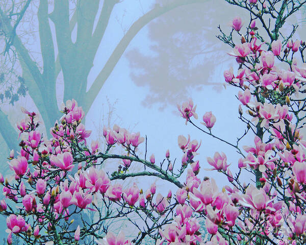 Japaneses Magnolia Poster featuring the digital art Early Spring Bloom by Lizi Beard-Ward