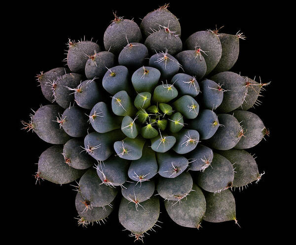 Succulent Poster featuring the photograph Echeveria Setosa Var. Deminuta by Victor Mozqueda
