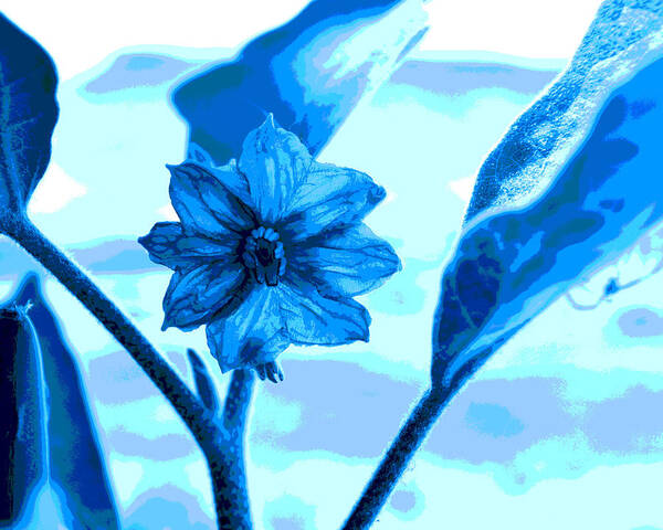 Eggplant Poster featuring the digital art Eggplant Bloom In Blue by Lisa Holland-Gillem