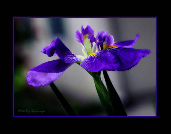 Iris Poster featuring the photograph Elegant Iris with Black Border by Lucy VanSwearingen